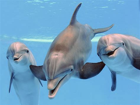 Dolphins: Characteristics, types, habitat, and more