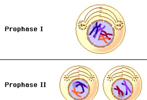 Fajarv: Prophase 1 Definition