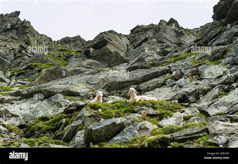 Two sheep resting on a steep slope in rocky terrain, Schladming Tauern ...