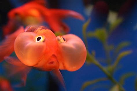 Petco Fish | Flickr - Photo Sharing!