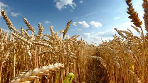 wheat, Field, Crops Wallpapers HD / Desktop and Mobile Backgrounds