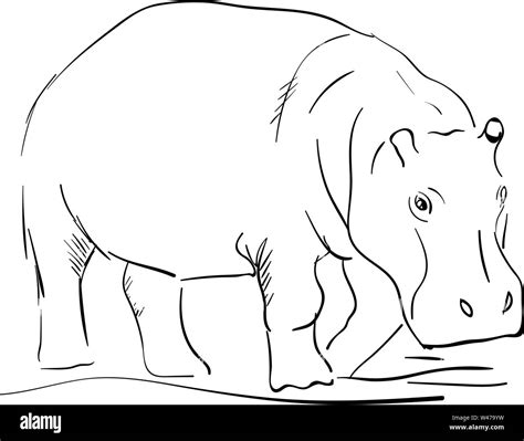 Hippo drawing, illustration, vector on white background Stock Vector ...