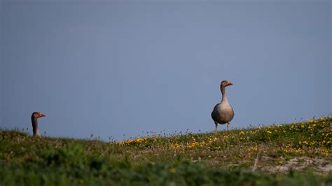 Outer Hebrides Wildlife | Balranald Hebridean Holidays