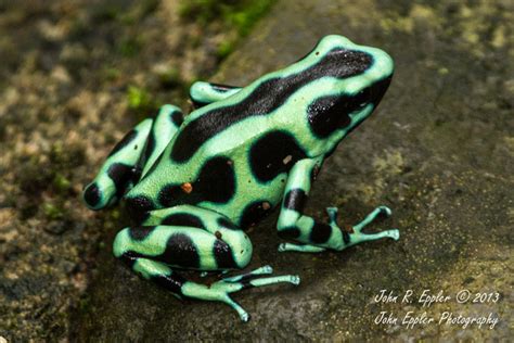 Green and Black Poison Dart Frog | Animal Database | Fandom