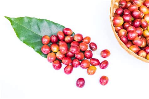 Red ripe coffee beans stock image. Image of breakfast - 106656769