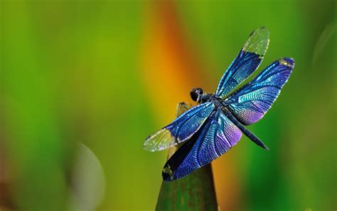 Myths & Legends About Dragonflies & Their Symbolism in Feng Shui