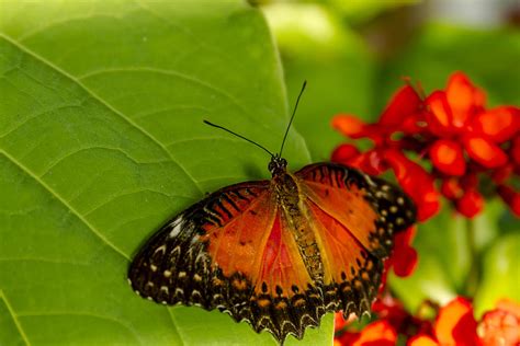 Red Lacewing Butterfly Photograph by Teri Virbickis