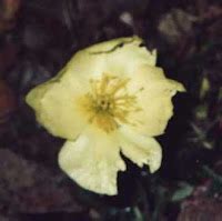 Tundra Biome: Arctic Poppy