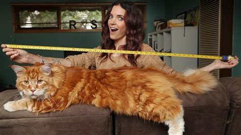 World’s longest cat? Maine coon Omar from Melbourne might be new ...