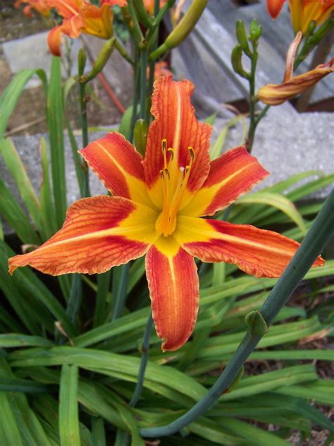 Sun Dragon Daylilies Blog: Hemerocallis fulva 'Korean'