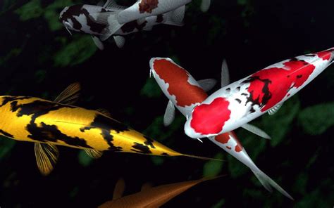 Koi Fish Wallpapers - Wallpaper Cave