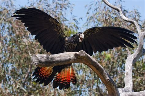 Red-Tailed Black Cockatoo Facts, Care as Pets, Habitat, Diet, Pictures ...