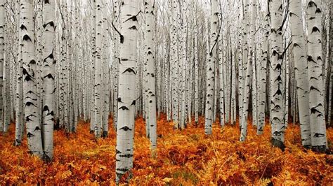 Aspen Tree Winter - Your aspen trees winter stock images are ready.