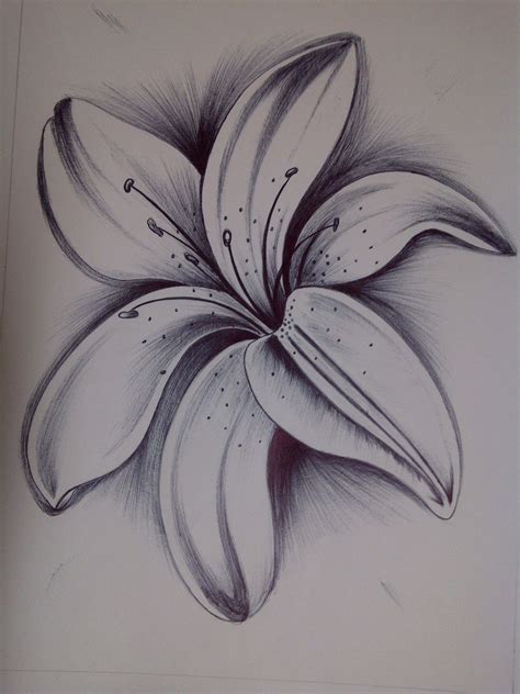 Pin by Caitlynnxxh on Pamela Judges | Pencil drawings of flowers ...