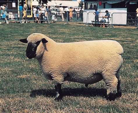 Hampshire | Downs, Meat, Wool | Britannica