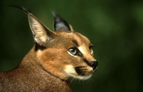 Animals of the Drakensberg, KwaZulu-Natal, South Africa