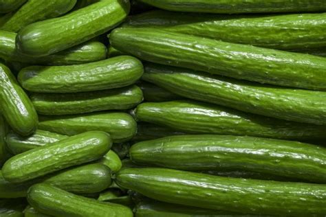 Organic Cucumber at Rs 55/kg in Shamli | ID: 17849925191