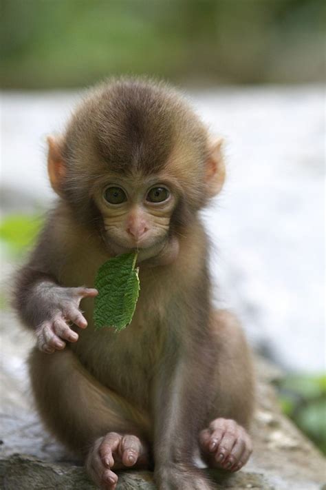 50 Cute and Adorable Baby Monkey Pictures