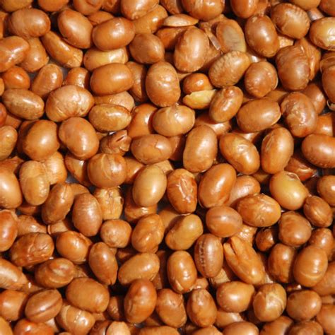 Roasted Unsalted Soy Nuts • Bulk Soybeans • Bulk Nuts & Seeds • Oh! Nuts®