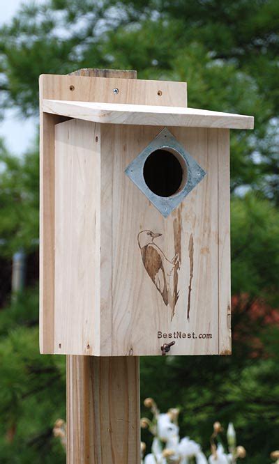 The Trick to Attracting Woodpeckers to Nest Boxes - ThinkingAfield.org