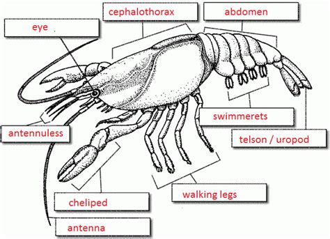 Crustacean Anatomy Worksheet | Anatomy Worksheets