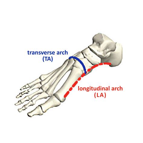 These feet were made for walking | EurekAlert!