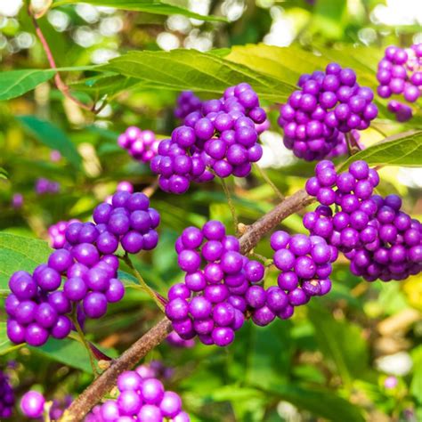 Amazon.com : American Beautyberry Plant Live for Planting, Purple ...