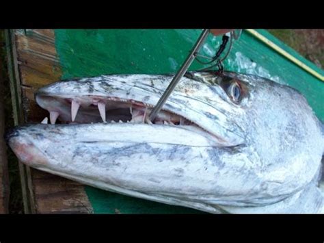 Giant Barracuda - YouTube