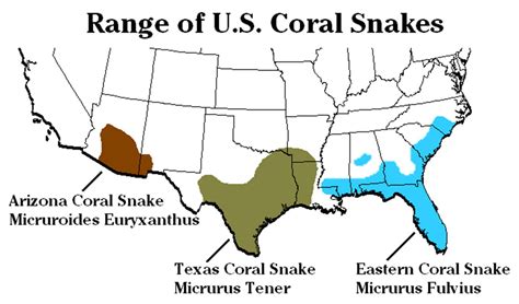 Eastern Coral Snake Facts