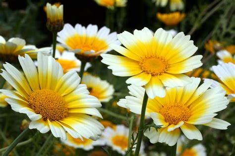 Daisy | Description, Types, Examples, & Facts | Britannica