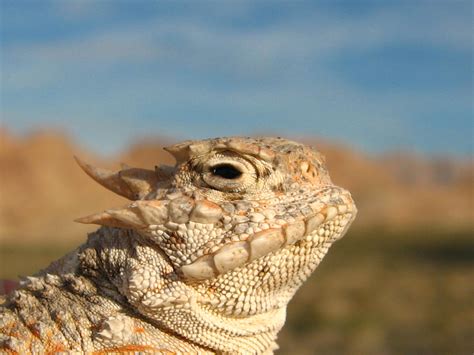 Desert_Horned_Lizard_(Phrynosoma_platyrhinos) - Bald Mountain Science