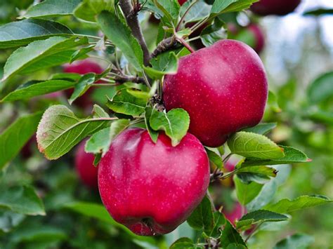 North Central Fruit Trees – Growing Fruit In The Upper Northern U.S.