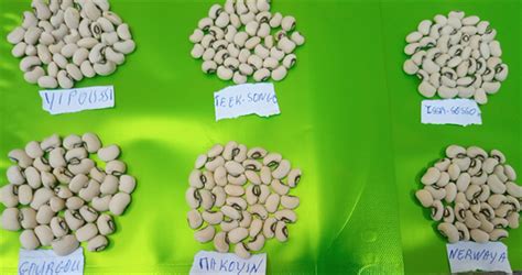 Physical and Cooking Characteristics of Six Cowpea Varieties Seeds ...