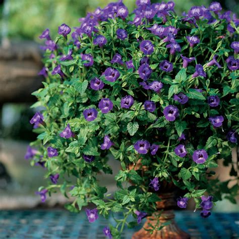 Summer Wave® Large Violet - Wishbone Flower - Torenia hybrid | Proven ...