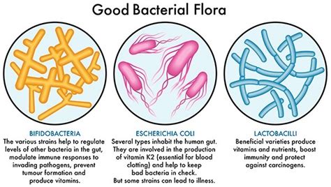 Good and Bad Bacterial Flora | KYK India