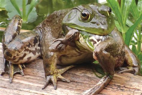 Bullfrogs Eat Everything, Including Rats, Snakes, and Each Other : r ...