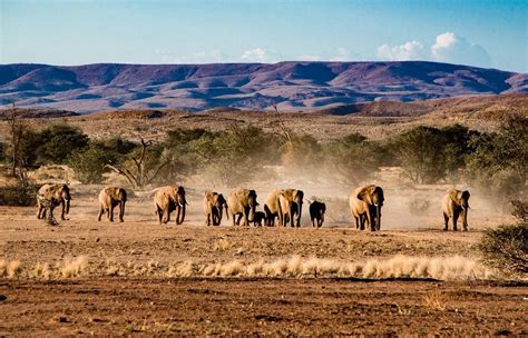 Namib Desert and Etosha National Park Camping Safari | Trip Ways