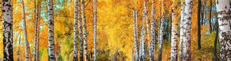 Birch Grove on Sunny Autumn Day, Beautiful Landscape through Foliage ...