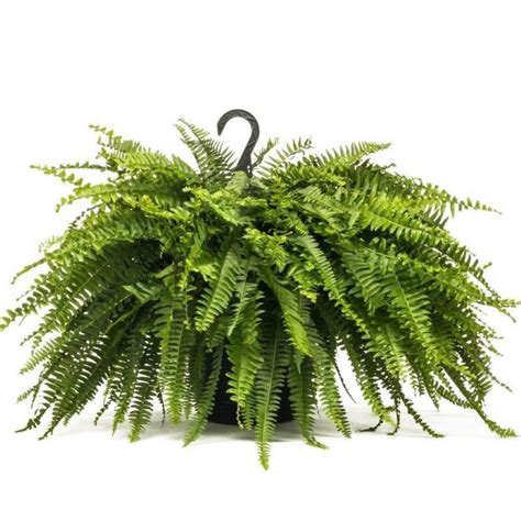 Boston Fern Plant in 8 in. Hanging Basket - Clear Air Inside