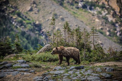 Grizzly bear in the vast wilderness image - Free stock photo - Public ...