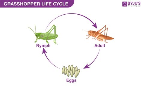 Grasshopper Life Cycle - Introduction, Locusts and Grasshoppers