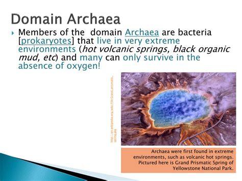 Archaea Structure Characteristics Domain Sciencing