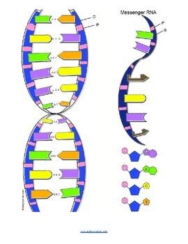 DNA Coloring (KEY) by Biologycorner | TPT