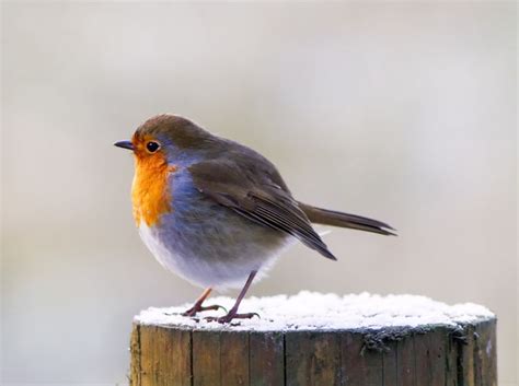 Robin in snow by Lewis Outing / 500px | Robin, Beautiful birds ...