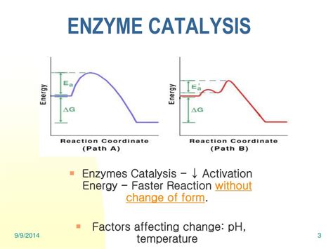 PPT - ENZYME CATALYSIS PowerPoint Presentation, free download - ID:4176592