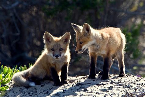 Red Fox Cubs - Wildlife Photography Photo (24060263) - Fanpop