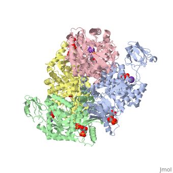 Pyruvate Kinase - Proteopedia, life in 3D