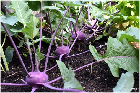 Mark's Veg Plot: Harvesting Kohlrabi