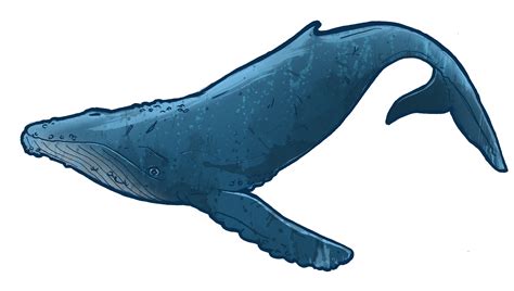 Free Humpback Whale Cartoon, Download Free Humpback Whale Cartoon png ...