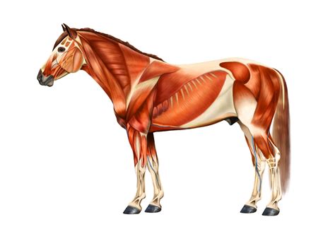 Pin on Equine Anatomy